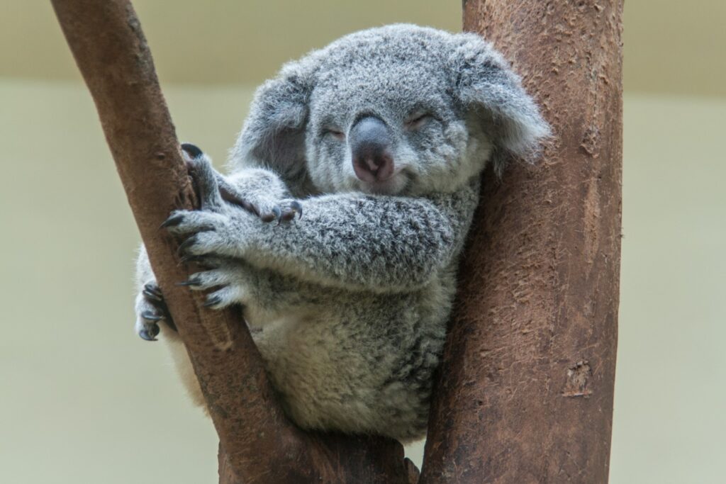 koala_koalatest_vlaams_onderwijs